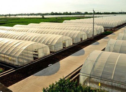 簡(jiǎn)易型拱棚